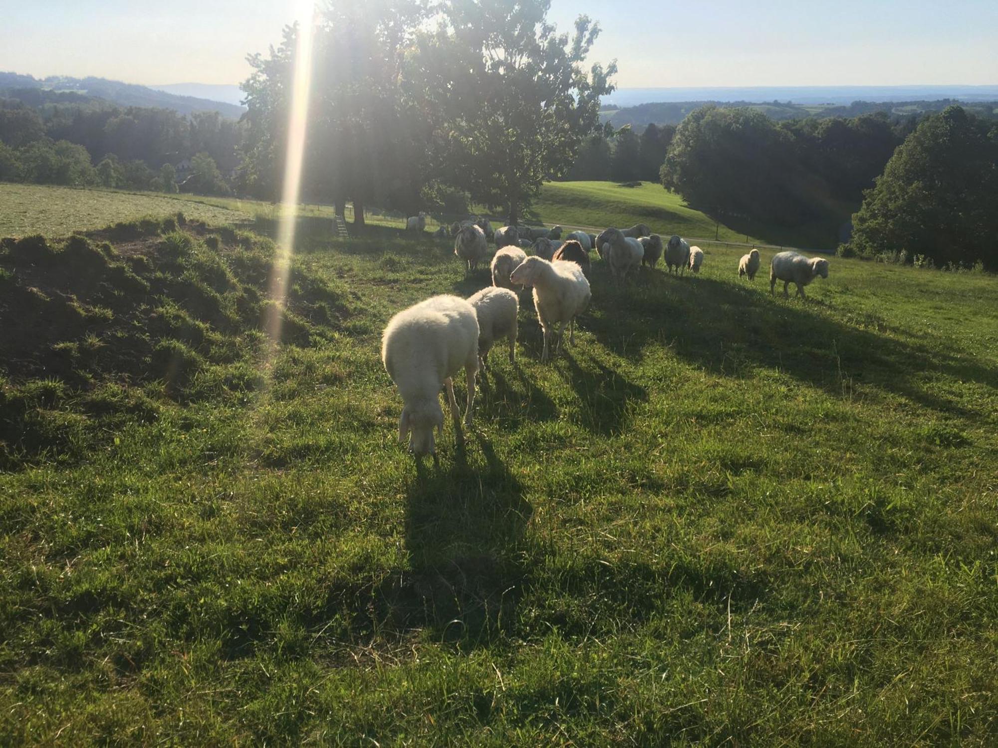 Stadlerhof Farm stay *